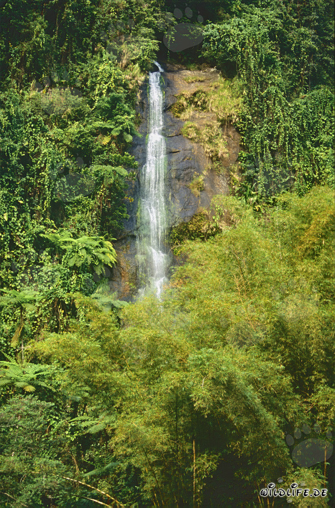 Cascade majestueuse dans la luxuriante forêt tropicale de Fidji
