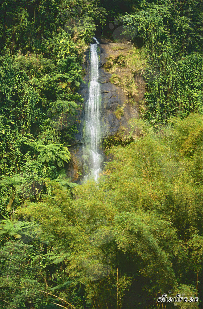 Maestoso cascata nella lussureggiante foresta pluviale di Figi