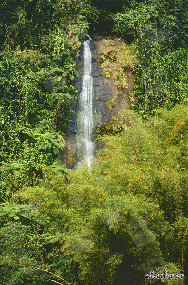 Majestic waterfall in the lush rainforest of Fiji