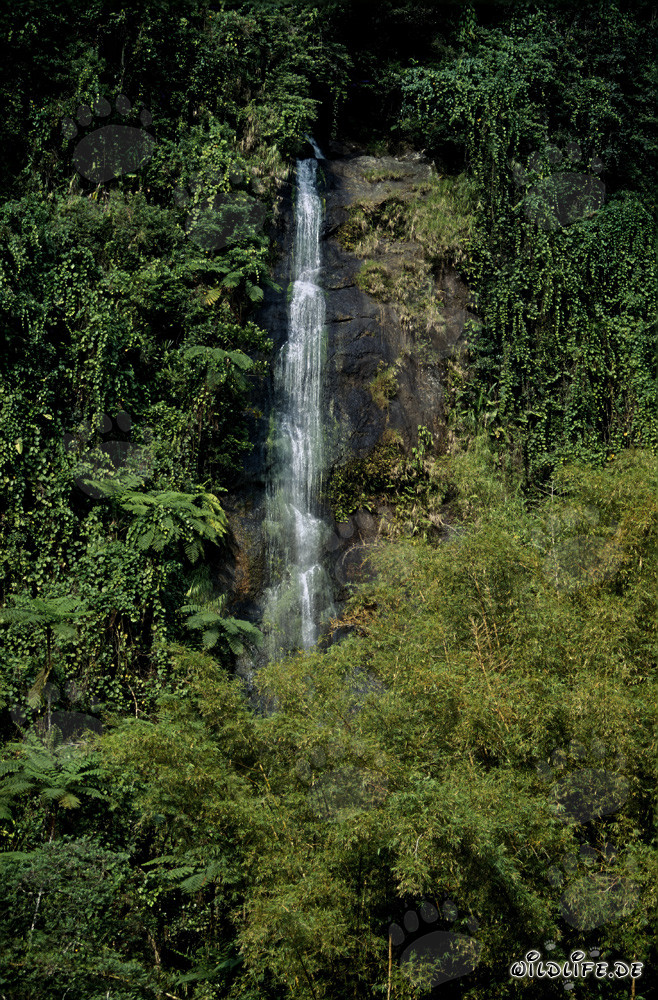 Cascada idílica en la exuberante selva tropical de Fiji