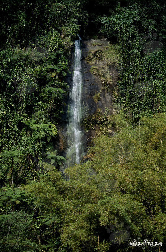 Idilliaca cascata nella lussureggiante foresta pluviale di Fiji