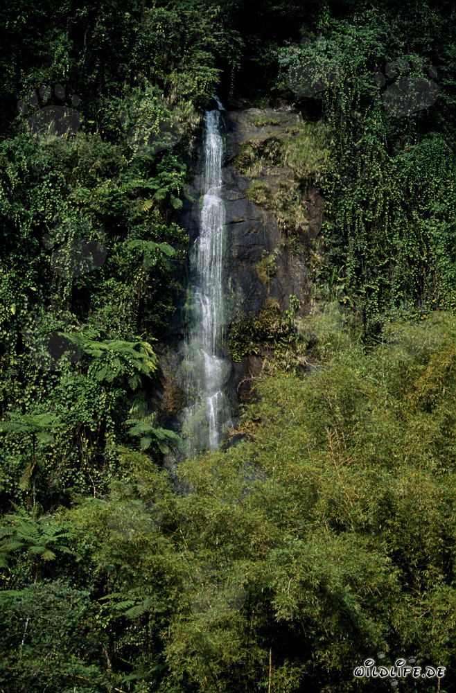 Chute d'eau idyllique dans la luxuriante forêt tropicale de Fidji