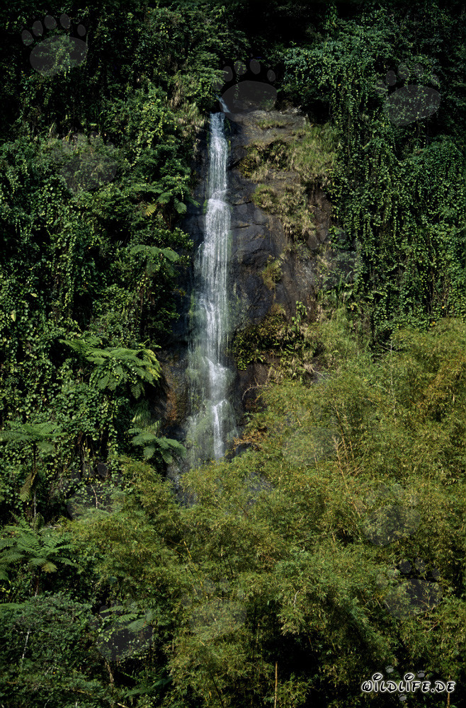 Idyllischer Wasserfall im üppigen Regenwald von Fiji