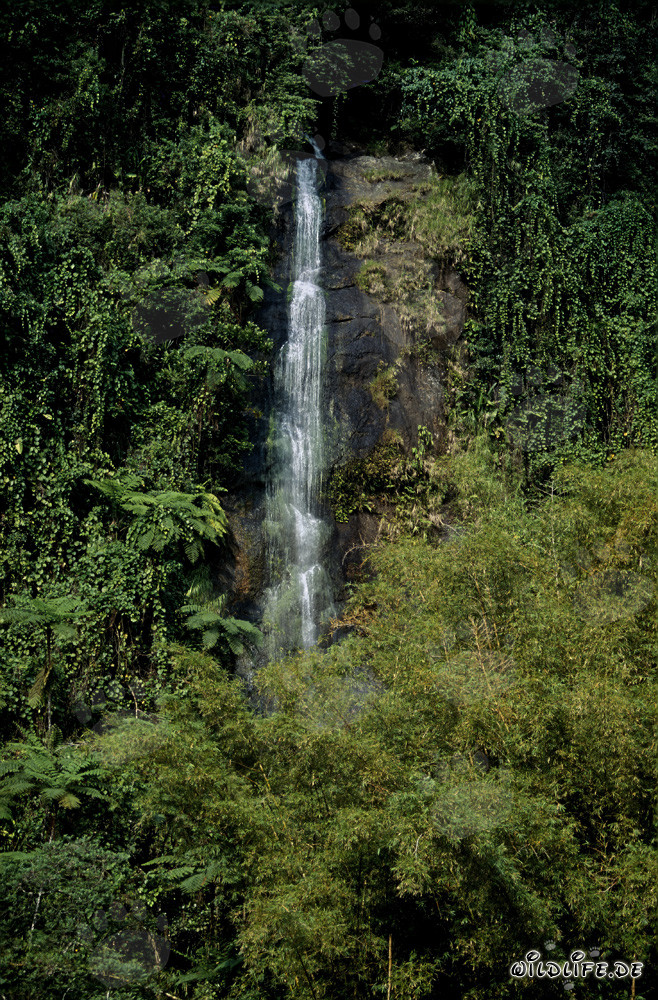 Idyllic Waterfall in the Lush Rainforest of Fiji