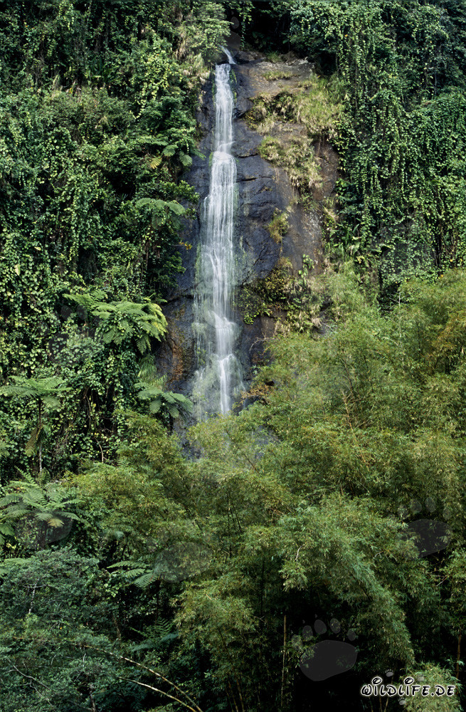 Cascada majestuosa en la selva de Fiji