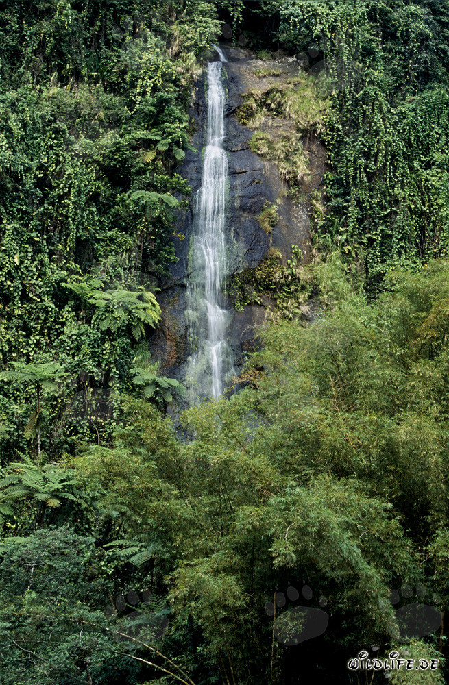 Maestoso cascata nella foresta pluviale di Fiji