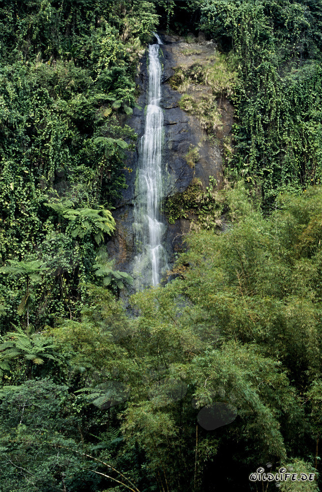 Chute d'eau majestueuse dans la forêt tropicale de Fidji