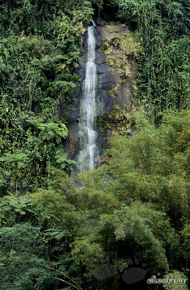 Majestätischer Wasserfall im Regenwald von Fiji