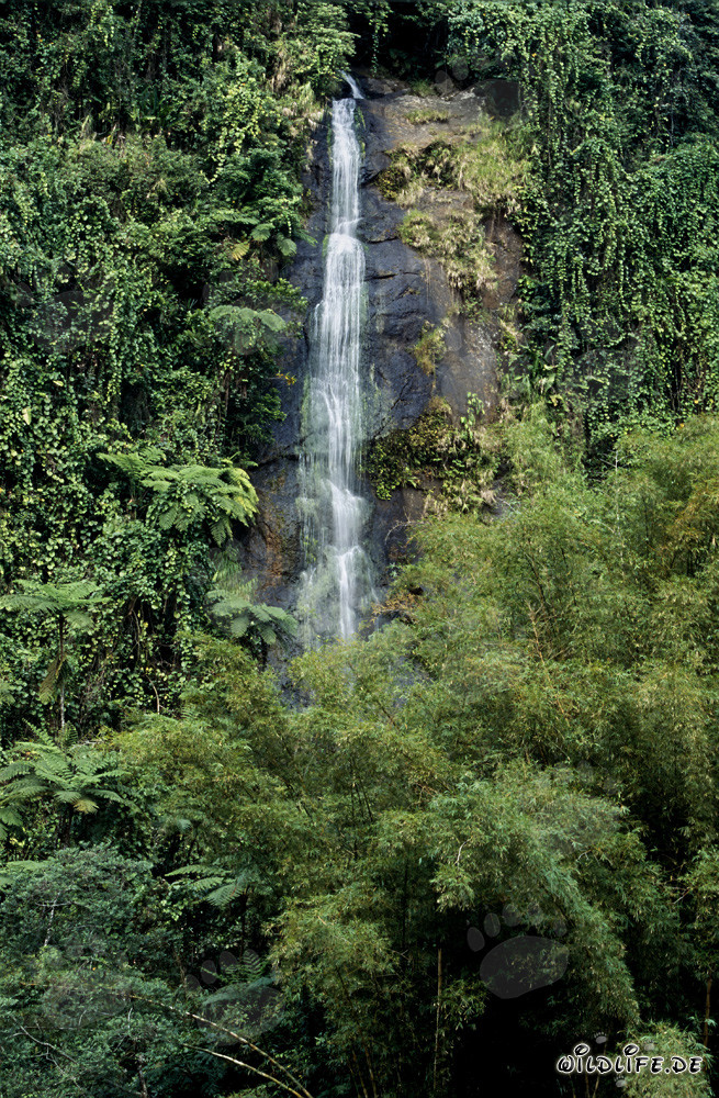 Majestic Waterfall in the Rainforest of Fiji