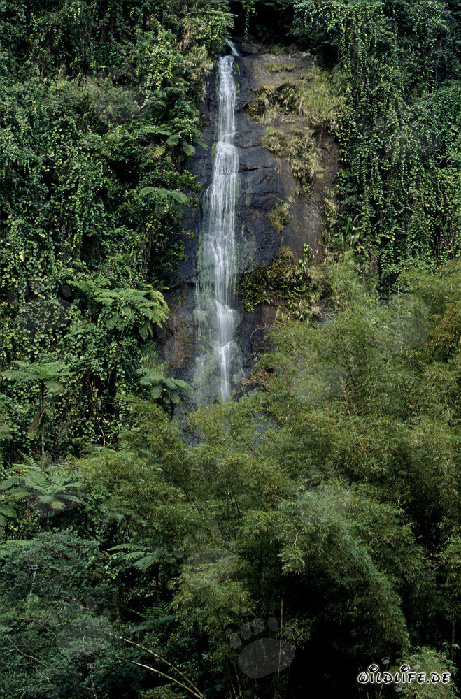 Cascada pintoresca en la selva tropical de Fiji