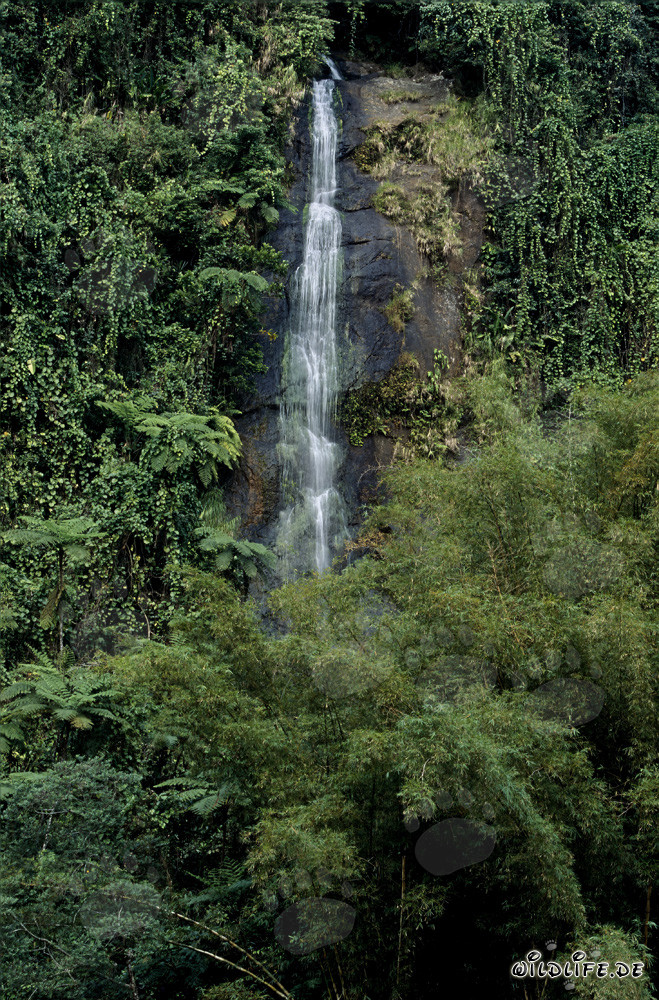 Chute d'eau pittoresque dans la forêt tropicale de Fidji