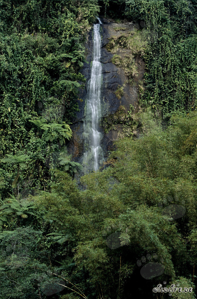 Pittoresca cascata nella foresta pluviale di Fiji