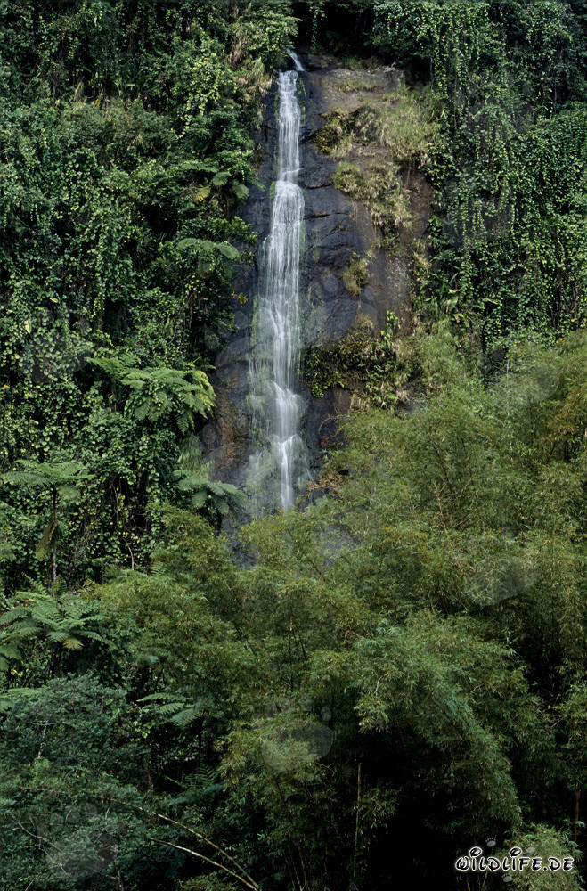 Malerischer Wasserfall im Regenwald von Fiji