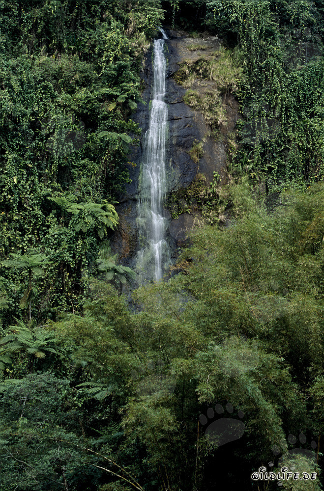 Scenic Waterfall in the Rainforest of Fiji