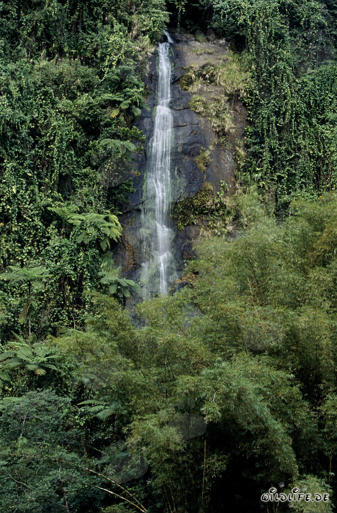 Cascada pintoresca en el corazón de la selva tropical de Fiji