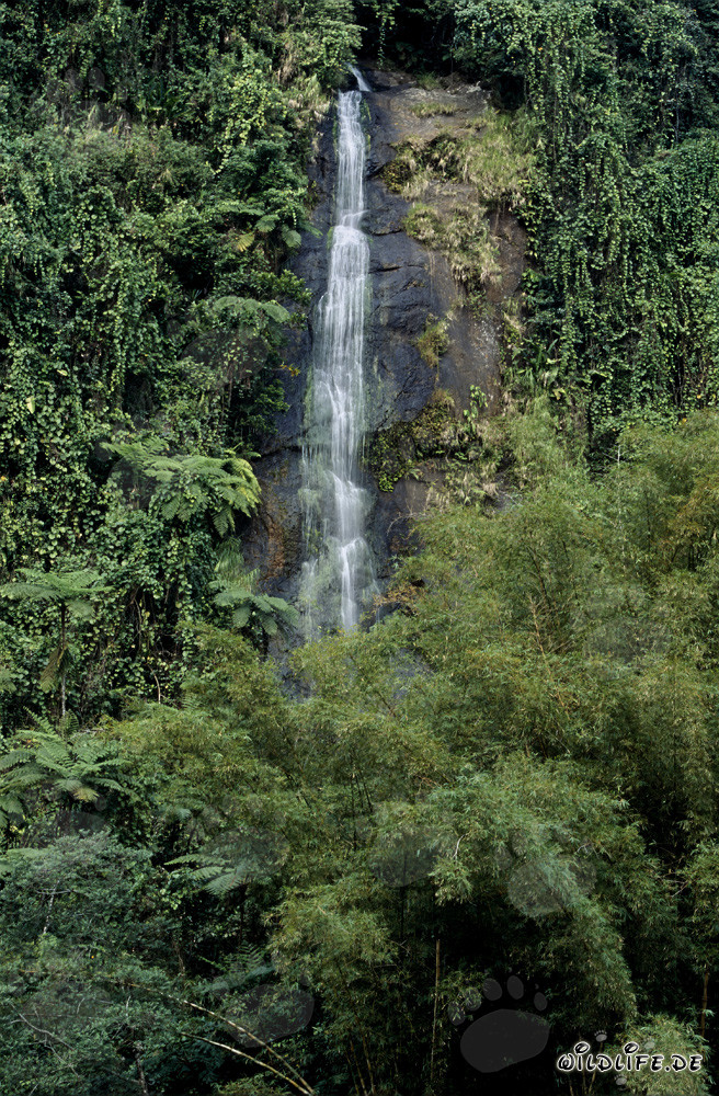 Cascata pittoresca nel cuore della foresta pluviale delle Figi