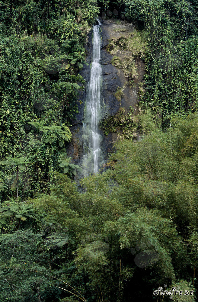 Chute d'eau pittoresque au cœur de la forêt tropicale fidjienne