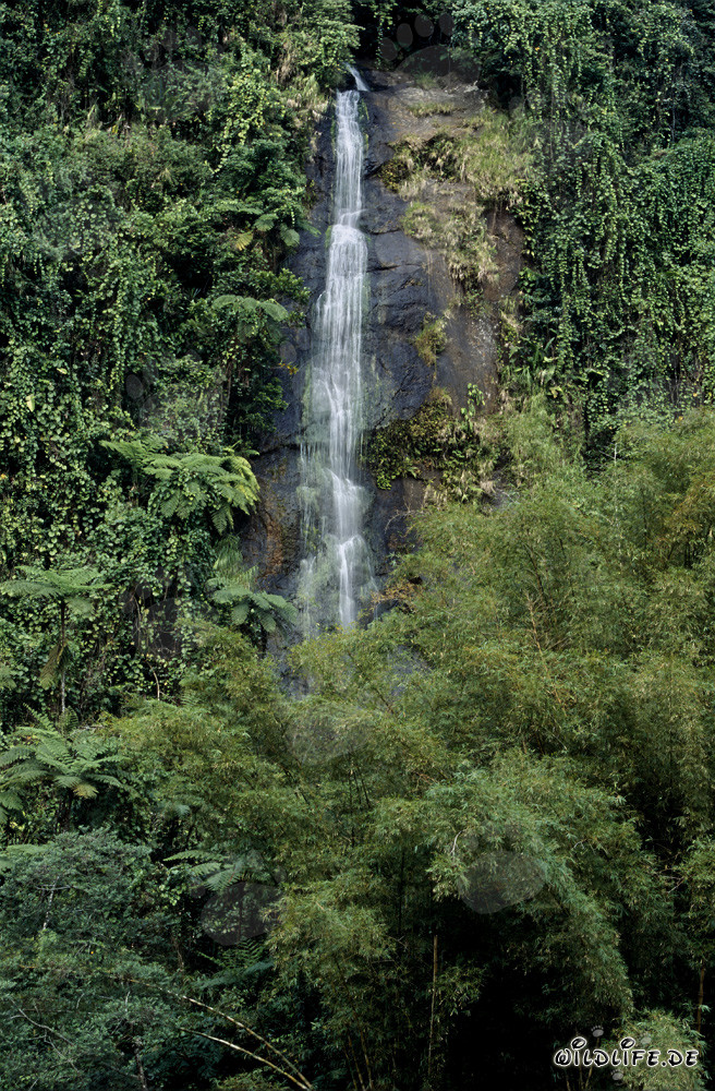 Picturesque Waterfall in the Heart of the Fijian Rainforest