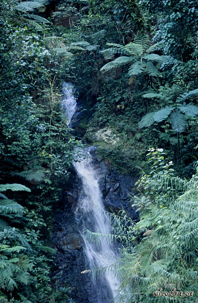 Cascada pintoresca en la exuberante selva de Viti Levu, Fiyi