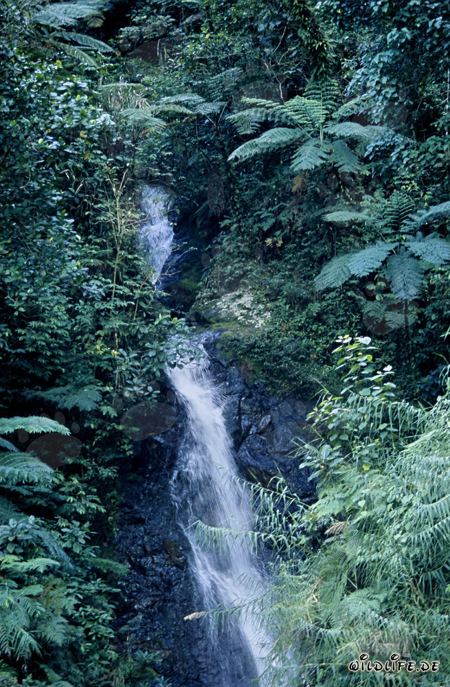 Cascata pittoresca nella lussureggiante foresta pluviale di Viti Levu, Figi