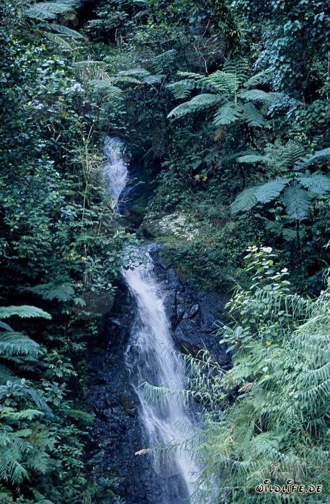 Chute d'eau pittoresque dans la luxuriante forêt tropicale de Viti Levu, Fidji