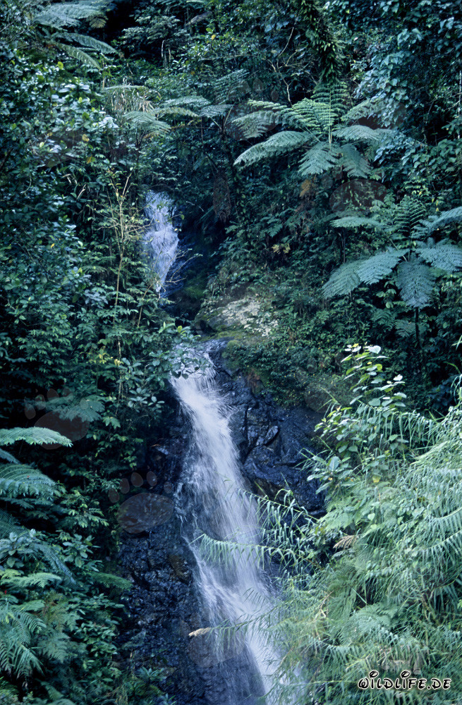 Picturesque Waterfall in the Lush Rainforest of Viti Levu, Fiji