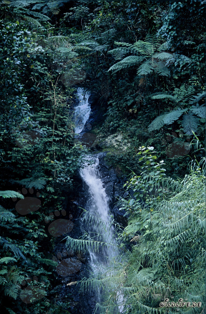 Pintoresca cascada en la exuberante selva de Fiji