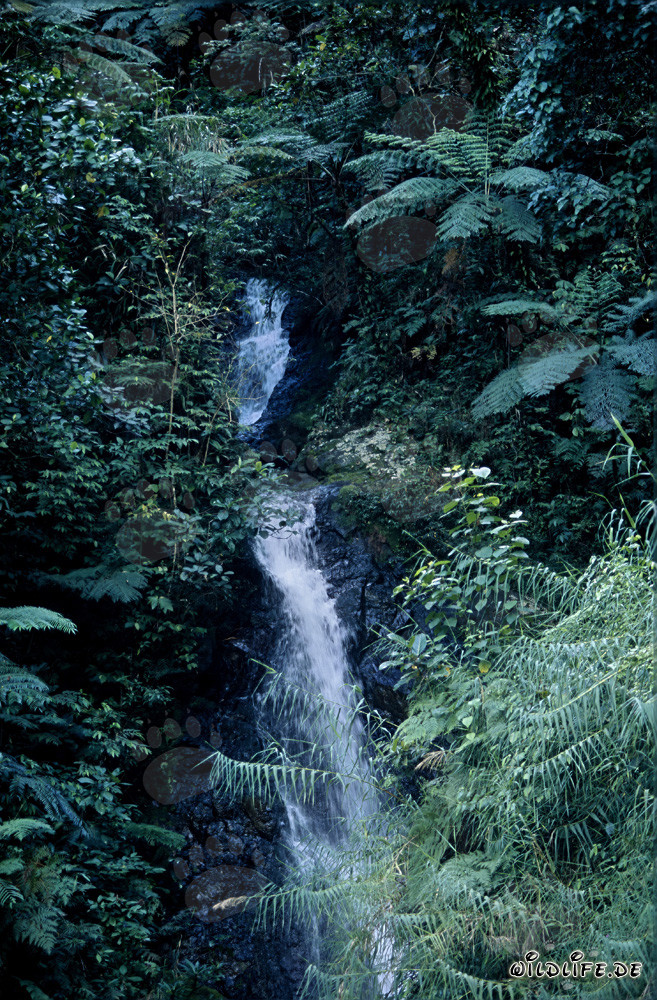 Pittoresco cascata nella lussureggiante foresta pluviale di Fiji