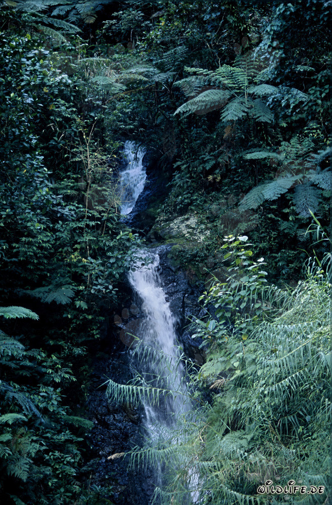 Chute d'eau pittoresque dans la luxuriante forêt tropicale de Fidji