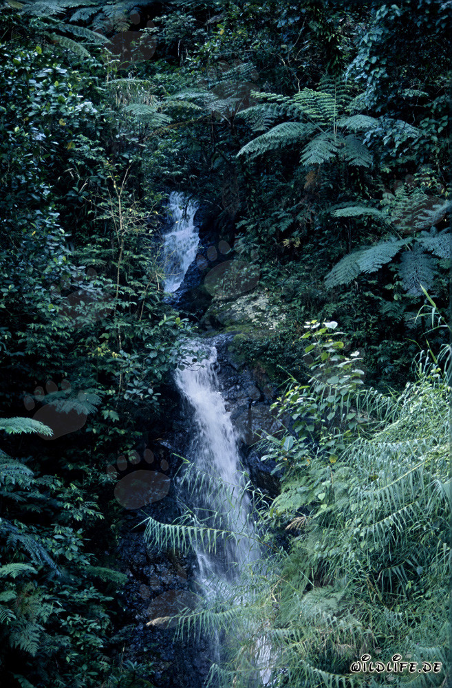 Malerischer Wasserfall im üppigen Regenwald von Fiji