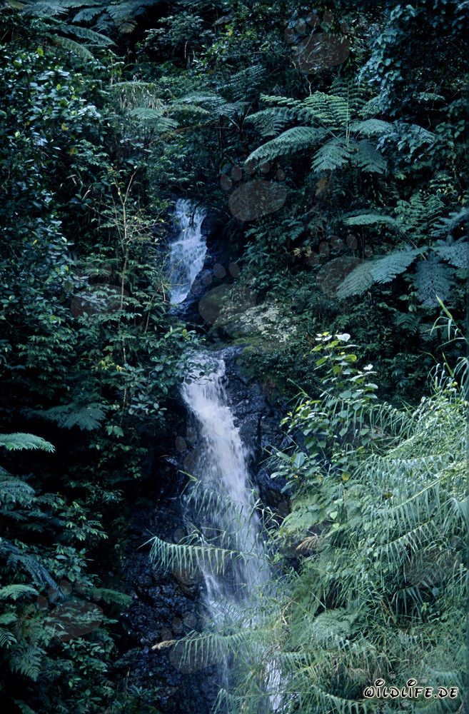 Picturesque waterfall in the lush rainforest of Fiji