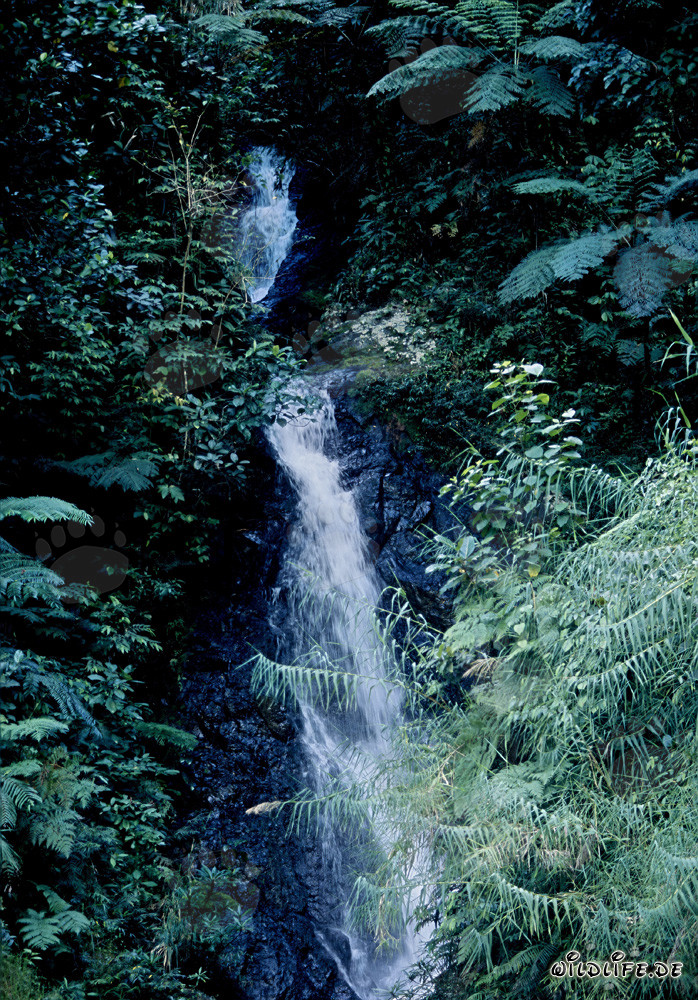 Cascada pintoresca en la exuberante selva de Fiyi