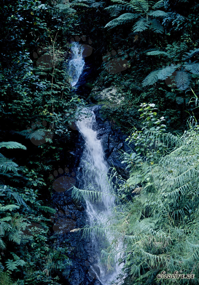 Pittorica cascata nella lussureggiante foresta pluviale di Figi