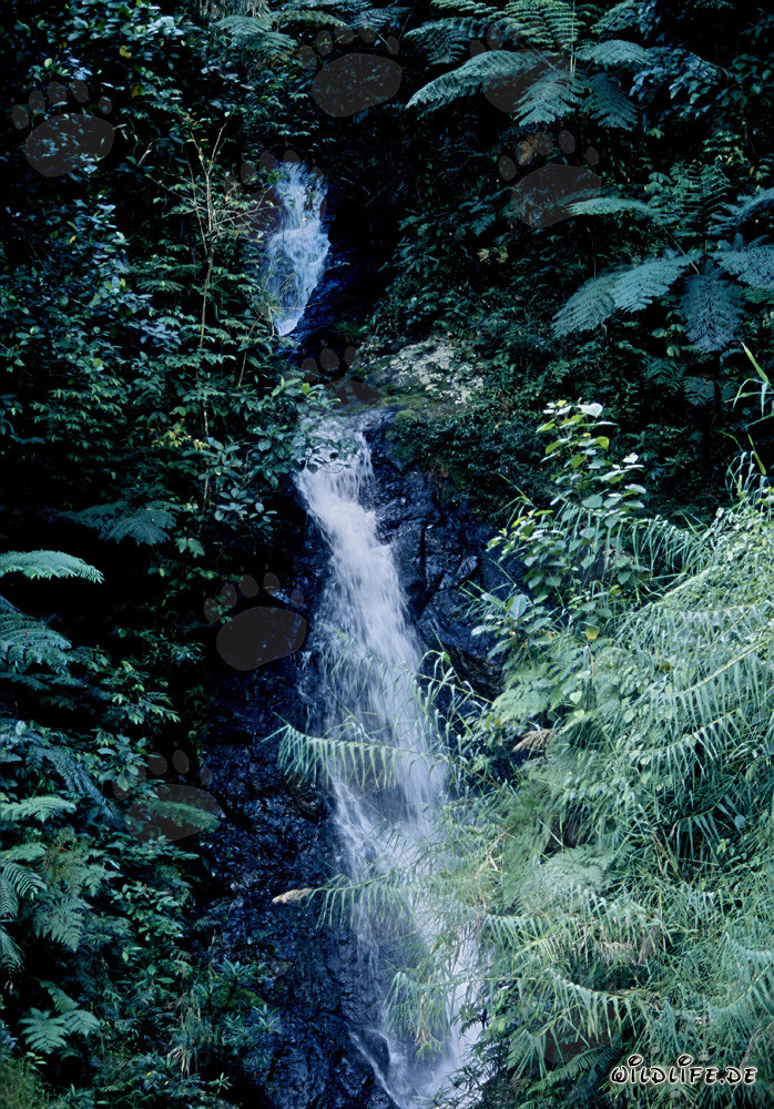 Malerischer Wasserfall im üppigen Regenwald von Fidschi
