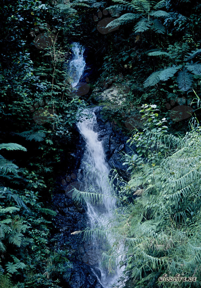 Picturesque Waterfall in the Lush Rainforest of Fiji