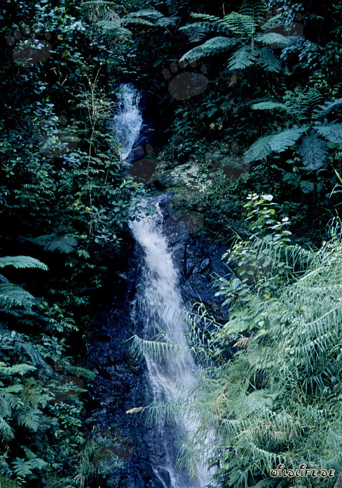 Cascada majestuosa en la exuberante selva de Fiji