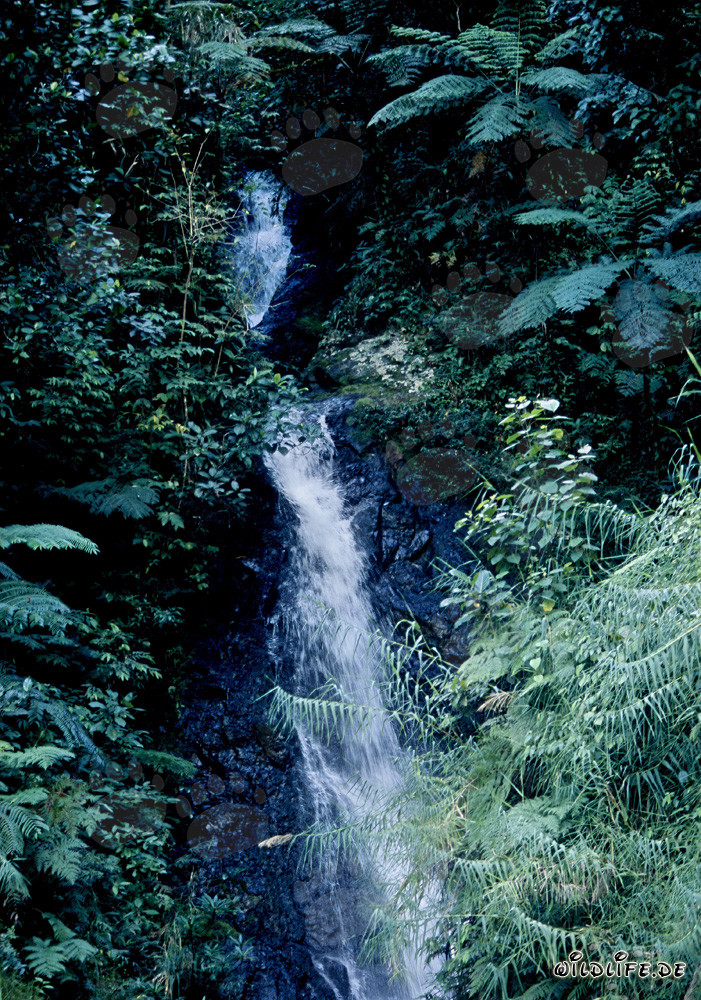 Majestic waterfall in the lush rainforest of Fiji