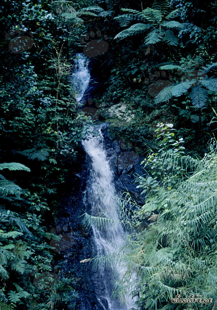 Chute d'eau majestueuse dans la luxuriante forêt tropicale de Fidji