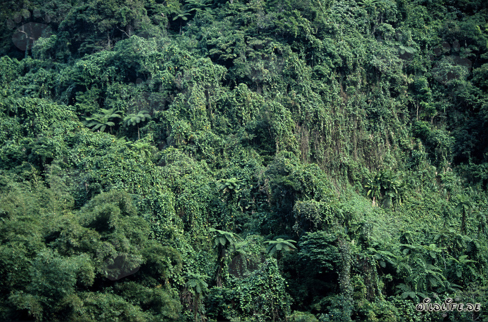 Affascinante foresta pluviale di Viti Levu, Figi