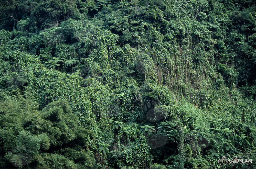 Fascinant forêt tropicale de Viti Levu, Fidji