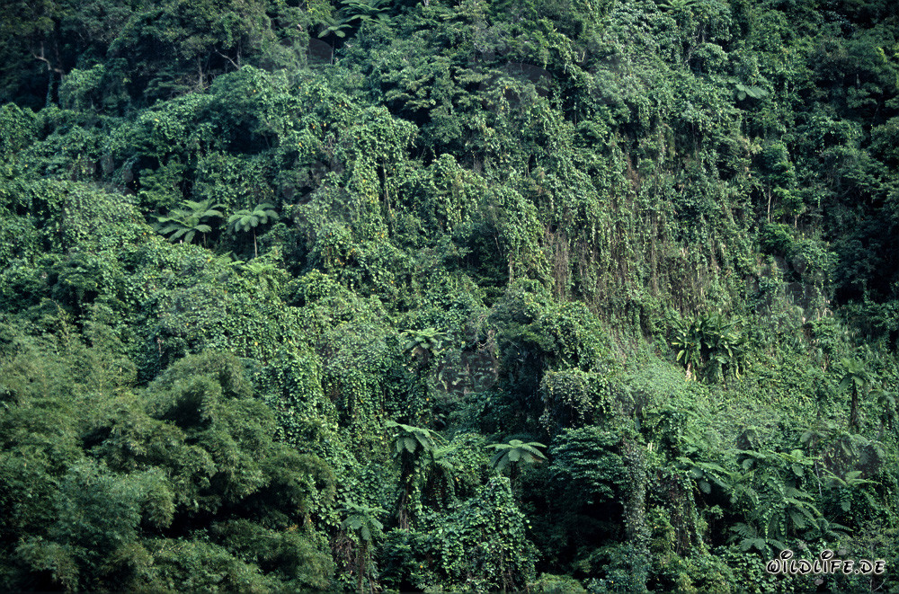Fascinating Rainforest on Viti Levu, Fiji