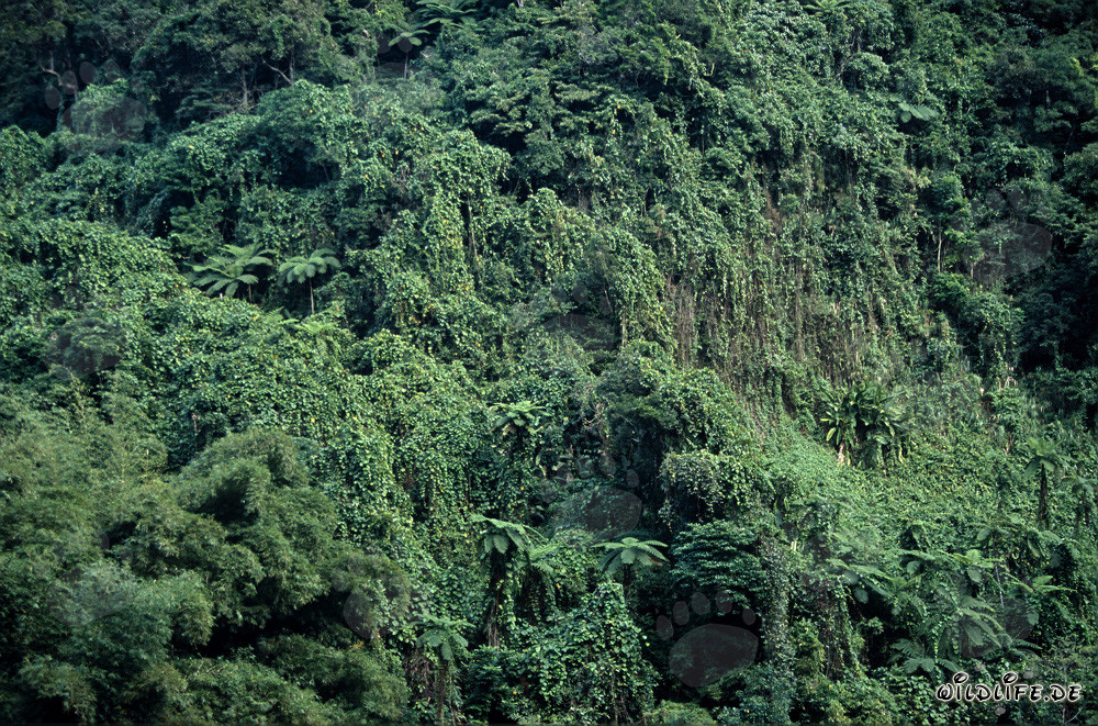 Faszinierender Regenwald auf Viti Levu, Fiji