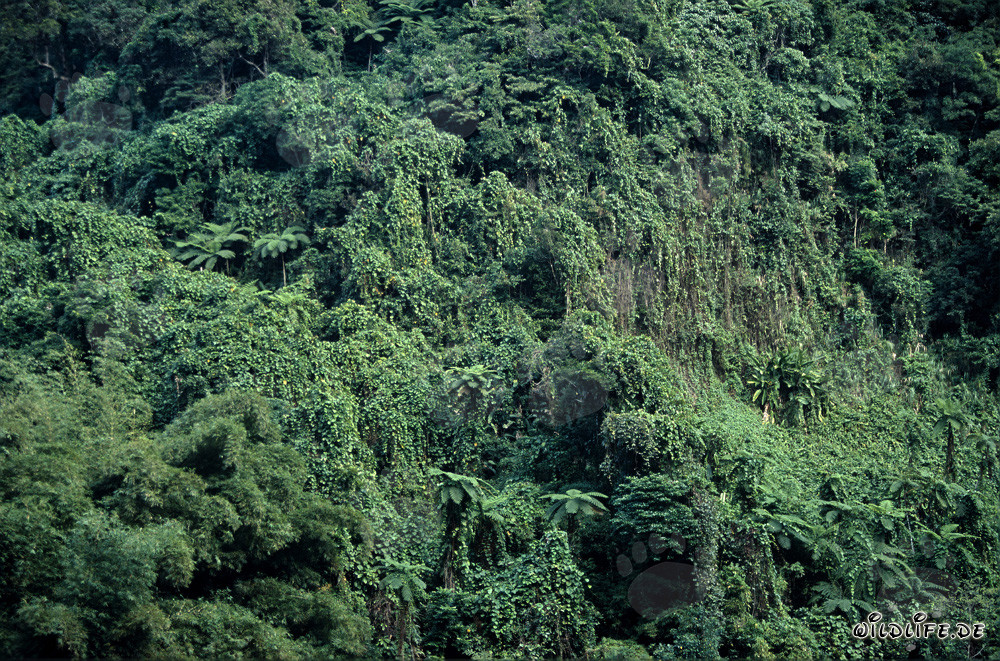 Fascinante selva de Viti Levu, Fiji