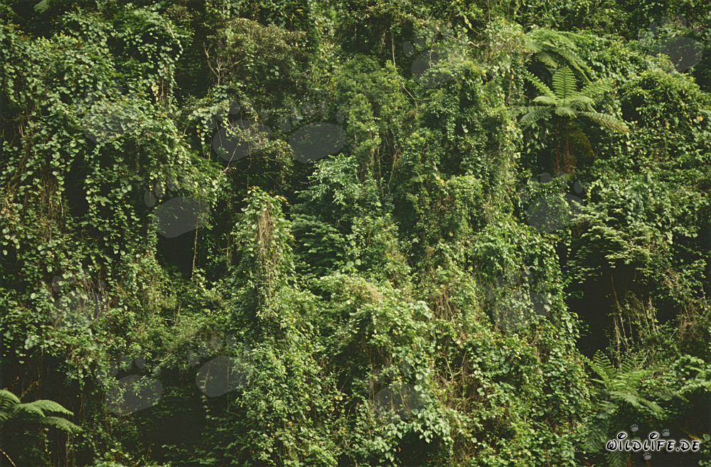 Forêt tropicale pittoresque de Fidji riche en vie et en couleurs