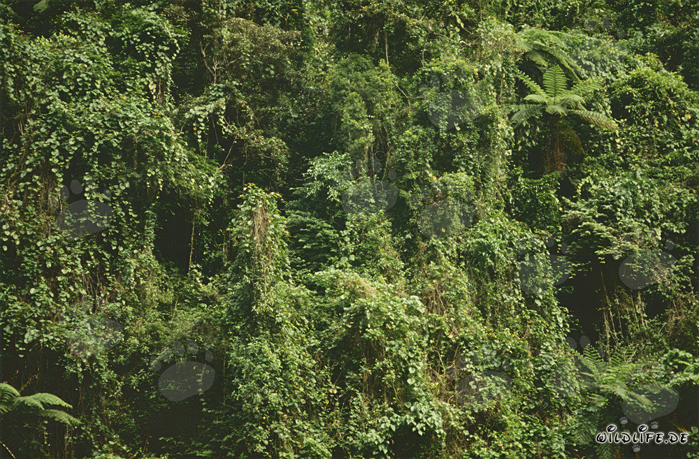 Picturesque Fiji Rainforest Full of Life and Colors