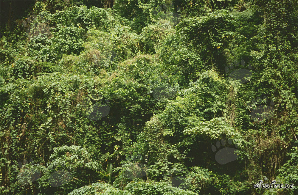 Foresta pluviale magica a Viti Levu, Figi