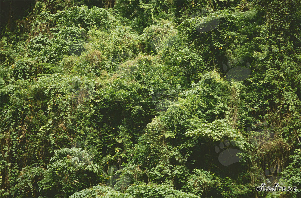 Magical rainforest on Viti Levu, Fiji
