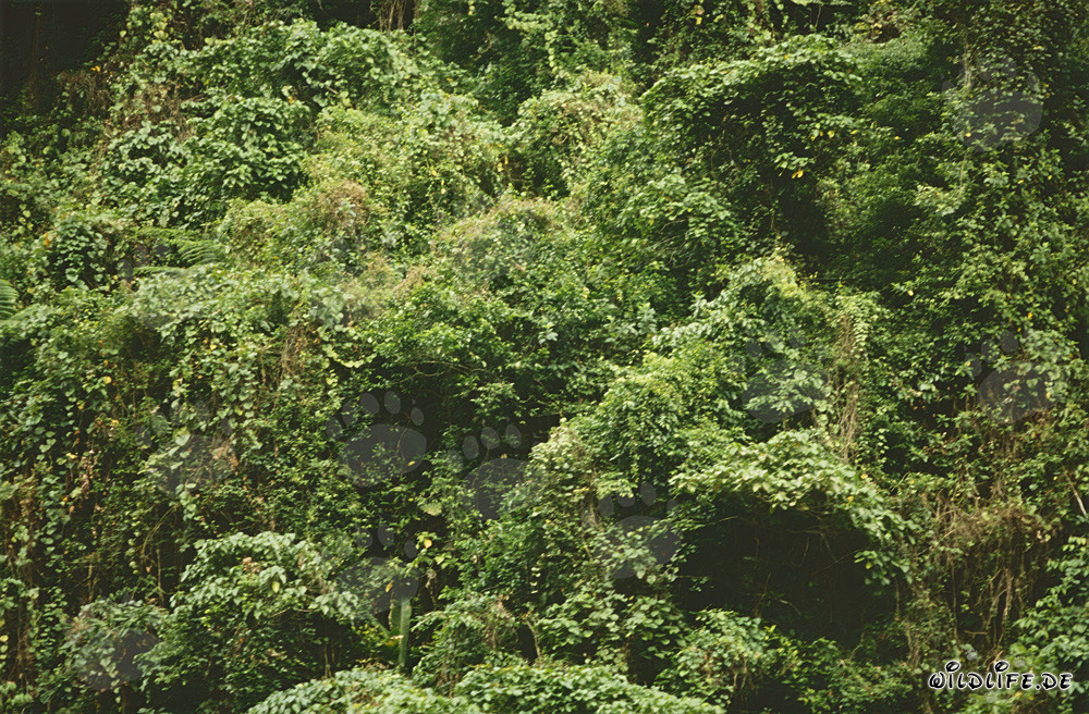 Magischer Regenwald auf Viti Levu, Fidschi