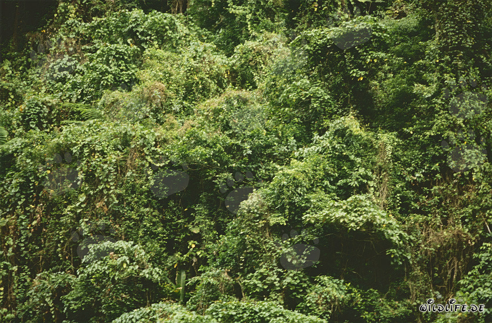 Selva mágica en Viti Levu, Fiji