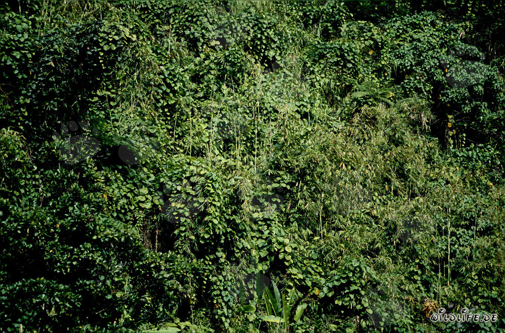 Foresta pluviale pittoresca a Viti Levu, Figi